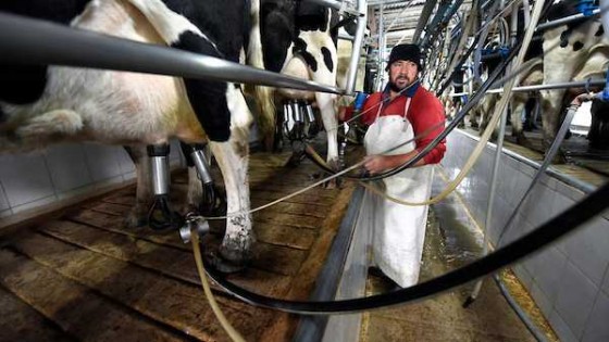 Productores lecheros no pueden afrontar las inversiones necesarias para esta época del año — Audios — Dinámica Rural | El Espectador 810