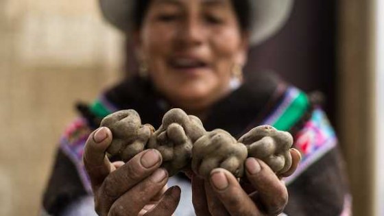 Perú, un país con una gran riqueza agrícola — Audios — Dinámica Rural | El Espectador 810