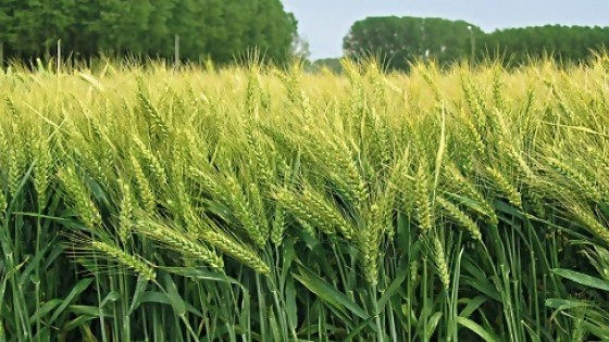 Zafra 19/20: finalmente el trigo mantuvo el área — Agricultura — Dinámica Rural | El Espectador 810