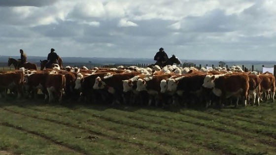 La ganadería demostró que es un negocio estable y rentable — Ganadería — Dinámica Rural | El Espectador 810