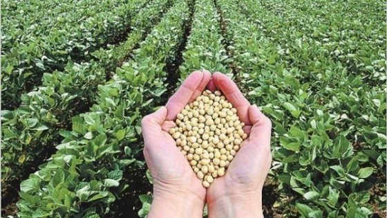F. Villamil: ''Con mejores expectativas de rendimiento en soja, el agricultor local está vendiendo'' — Economía — Dinámica Rural | El Espectador 810