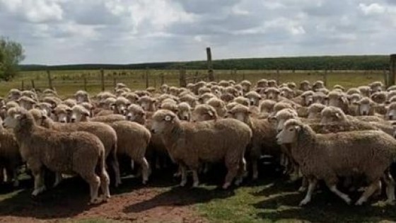 G. Bianchi: ''El 40% de la producción de lana está fuera del mercado'' — Ganadería — Dinámica Rural | El Espectador 810