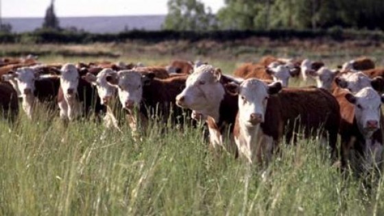 INIA promueve tecnologías para viabilizar al ganado de descarte — Ganadería — Dinámica Rural | El Espectador 810