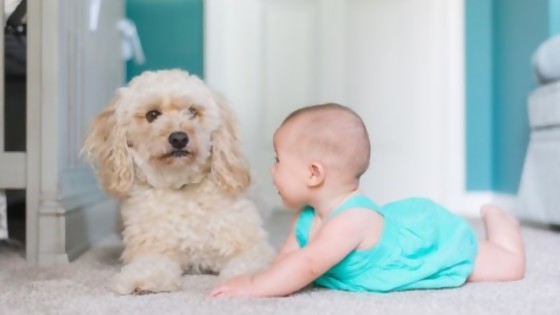 Mascotas y bebés — Perros y gatos: curiosidades que no muerden — Bien Igual | El Espectador 810