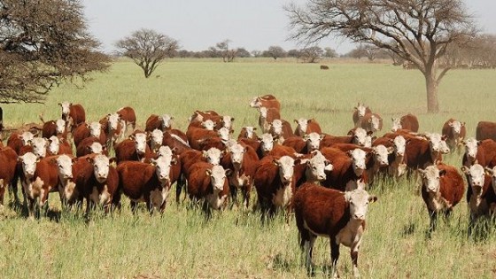 O. Fernández: ''Este es un remate donde el ganadero espera para comprar y reponer'' — Mercados — Dinámica Rural | El Espectador 810