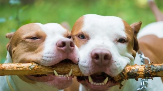 Pitbull: historia de una raza — Perros y gatos: curiosidades que no muerden — Bien Igual | El Espectador 810