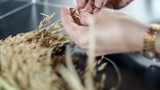 El arroz, su cultivo, su química y sus secretos en la cocina — Leticia Cicero — No Toquen Nada | El Espectador 810