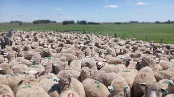 S. Saavedra: ''El ovino es rentable, competitivo y puede ser más'' — Ganadería — Dinámica Rural | El Espectador 810