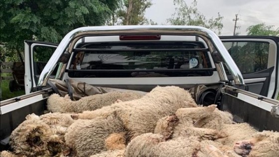 El rubro ovino sigue golpeado por la jauría de perros — Ganadería — Dinámica Rural | El Espectador 810