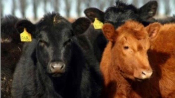 J. A. Dutra: ''El comprador premió a los ganados de calidad'' — Mercados — Dinámica Rural | El Espectador 810