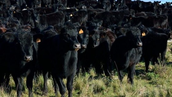 Pantalla Uruguay, con 17.400 vacunos de calidad — Mercados — Dinámica Rural | El Espectador 810