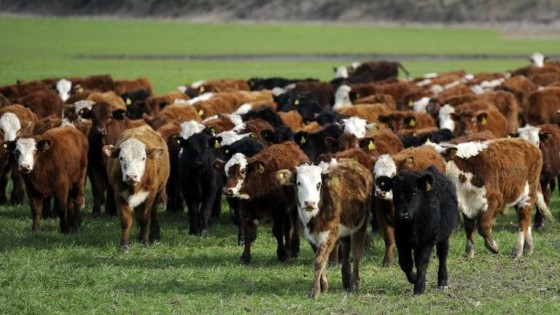 Pantalla Uruguay con 9.800 vacunos y 1.200 ovinos — Mercados — Dinámica Rural | El Espectador 810