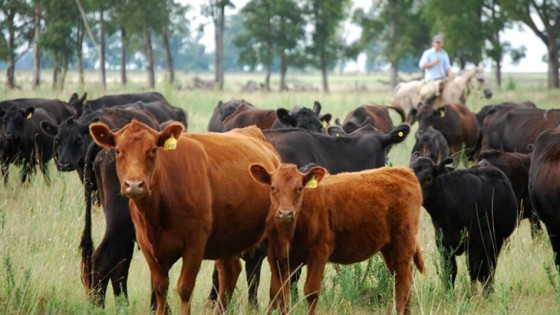 En Pantalla Uruguay, Esc. O. Fernández promueve terneros, terneras, novillos, y vacas de invernada — Mercados — Dinámica Rural | El Espectador 810