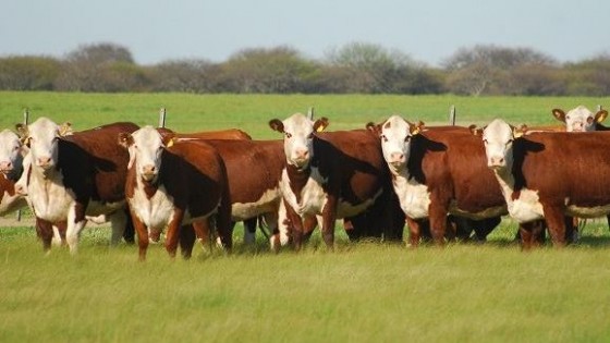 Sanidad: ''Es el momento ideal para revisar y prevenir en la ganadería'' — Extensión — Dinámica Rural | El Espectador 810