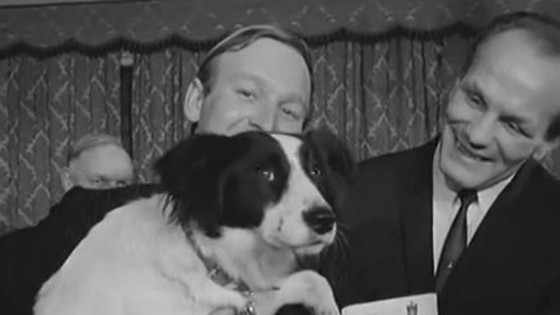 La historia de Pickles, el perro que “salvó” la Copa del Mundo del 66 — ¡Qué animal! — Abran Cancha | El Espectador 810