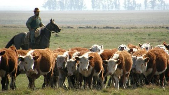 Alta demanda, faena sostenida y precios que tienden a estabilizarse — Mercados — Dinámica Rural | El Espectador 810