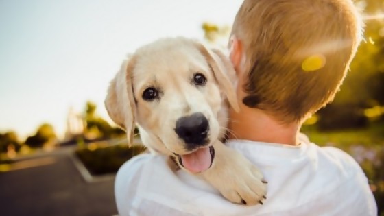 ¿Cuál es el origen de la frase “el perro es el mejor amigo del hombre”? — ¡Qué animal! — Abran Cancha | El Espectador 810