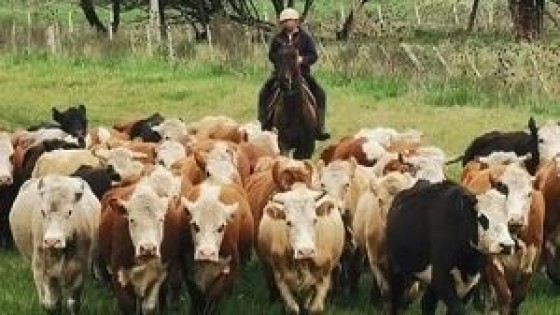 ''El novillo alcanza los 4.40  e incluso por encima'' — Mercados — Dinámica Rural | El Espectador 810