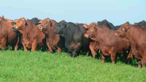 A. Zambrano: ''Por el momento actual de la ganadería, la zafra promete y mucho’’ — Zafra — Dinámica Rural | El Espectador 810