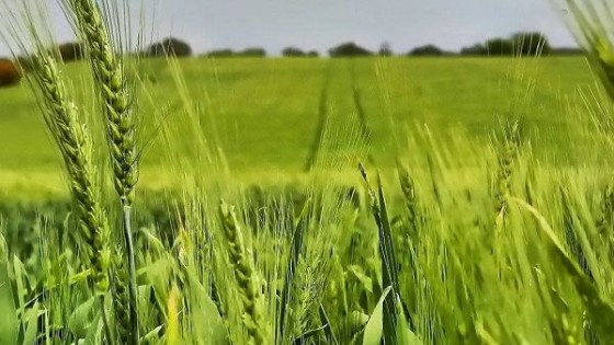 E. Ferrari: ''Los cultivos de invierno prometen y mucho'' — Agricultura — Dinámica Rural | El Espectador 810