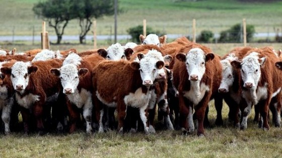 Ganadería: Las lluvias dinamizan al mercado — Mercados — Dinámica Rural | El Espectador 810