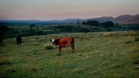 El “pocillo de natalidad” de Uruguay y la ganadería baja en carbono — NTN Concentrado — No Toquen Nada | El Espectador 810