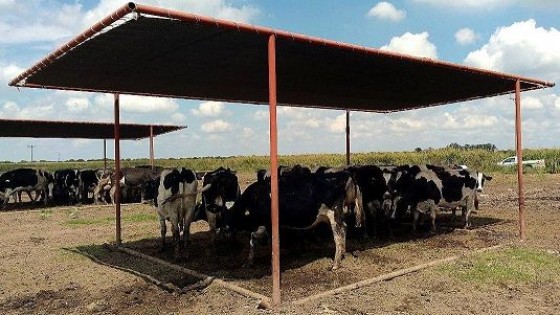 Prolesa promueve ''el confort animal'' — Lechería — Dinámica Rural | El Espectador 810