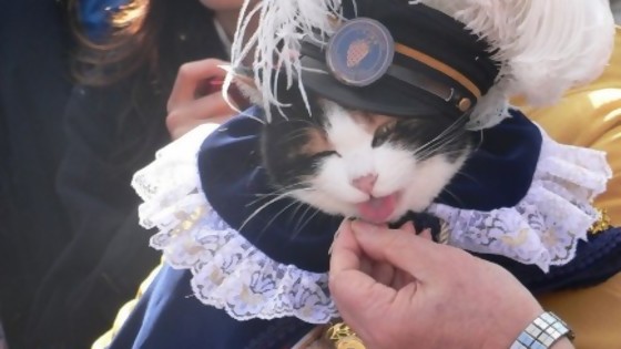 Tama: una gata que se convirtió en jefa de un tren — ¡Qué animal! — Abran Cancha | El Espectador 810
