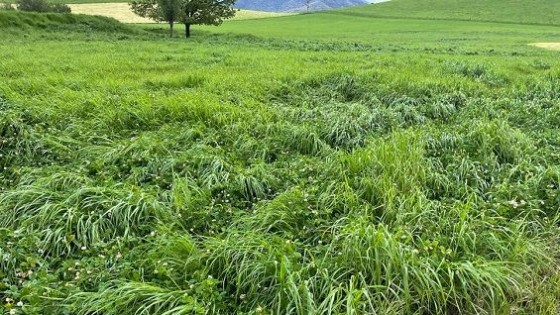 Agricultura regenerativa: ¿Moda o una agronomía bien encarada? — Extensión — Dinámica Rural | El Espectador 810