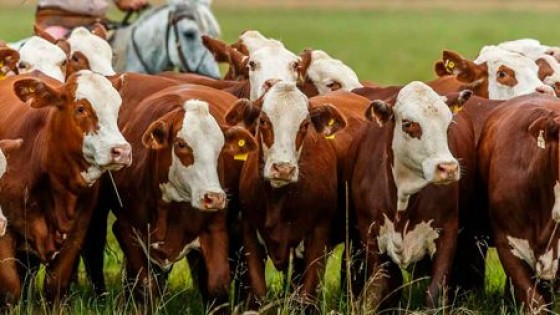 I. Victorica: ''Estamos en un escenario favorable para la ganadería'' — Mercados — Dinámica Rural | El Espectador 810