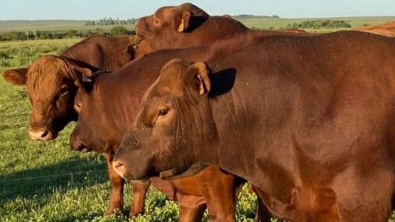 Sampaio sobre remate de toros, vientres y yeguarizos: llegamos con todo tal como se quería llegar — Zafra — Dinámica Rural | El Espectador 810