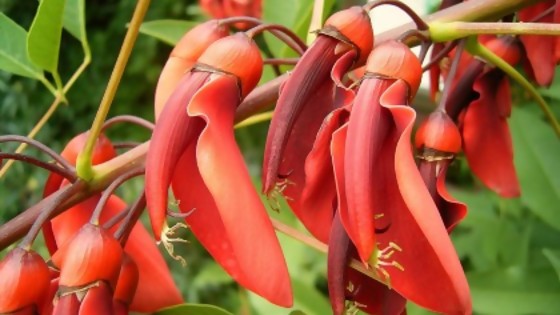 La leyenda de la flor del Ceibo — Puras historias — Puras Palabras | El Espectador 810