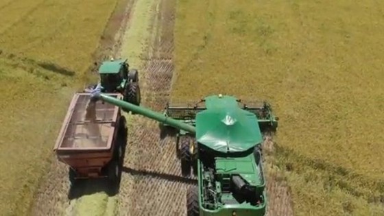 Comenzó la cosecha de arroz — Agricultura — Dinámica Rural | El Espectador 810