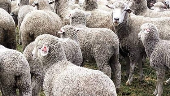 R. Normey ''Estamos ante un muy buen escenario para el rubro ovino'' — Zafra — Dinámica Rural | El Espectador 810