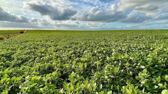 L. Olivera: ''El área de soja creció dentro de lo esperado'' — Agricultura — Dinámica Rural | El Espectador 810