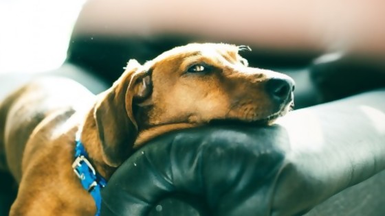 ¿Por qué tu perro rompe todo cuando se queda solo? — Tu mascota te quiere decir algo — Paren Todo | El Espectador 810