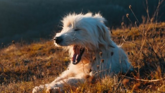 Guía práctica para identificar la tos de la perrera y otras enfermedades de invierno — Tu mascota te quiere decir algo — Paren Todo | El Espectador 810