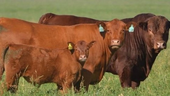 Limangus: ''En la ganadería que se viene, la conversión pasto en carne será clave'' — Investigación — Dinámica Rural | El Espectador 810