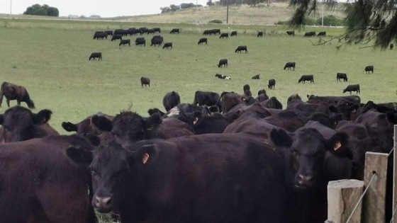 C. Bachino: ''Inmejorable situación para la ganadería'' — Mercados — Dinámica Rural | El Espectador 810