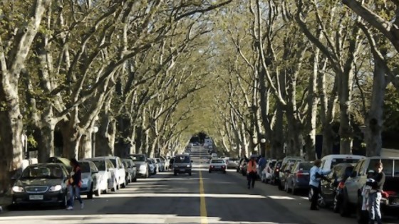 Cuáles son las ciudades más arboladas de Uruguay — Entrevistas — No Toquen Nada | El Espectador 810