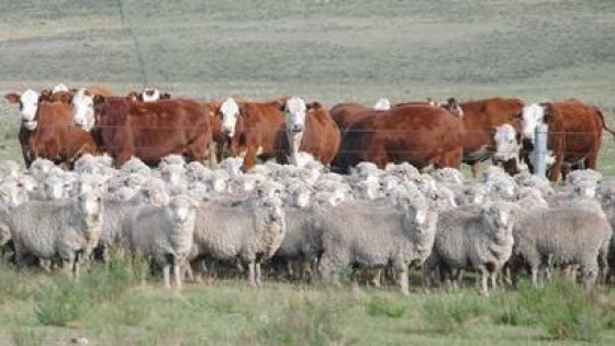 J. Dimu: ''El panorama tanto para la carne ovina como para la bovina es muy bueno'' — Comercio Exterior — Dinámica Rural | El Espectador 810