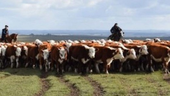 R. Silveira: ''Está todo para que la venta de terneros sea récord'' — Zafra — Dinámica Rural | El Espectador 810