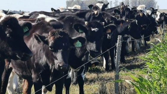 En medio de la incertidumbre, Prolesa promueve un Plan de Fertilizantes acorde al productor lechero — Lechería — Dinámica Rural | El Espectador 810