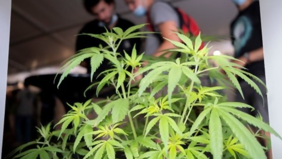 Las propuestas de los clubes cannábicos para modificar la regulación de la marihuana — NTN Concentrado — No Toquen Nada | El Espectador 810