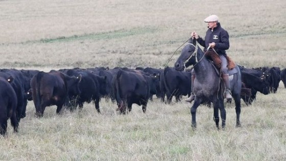  J. Vera: ''El novillo operó a 3.90 dólares'' — Mercados — Dinámica Rural | El Espectador 810