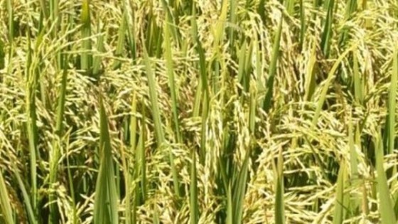 Arroz: Transfiriendo tecnología es posible más arroz, y más margen — Agricultura — Dinámica Rural | El Espectador 810