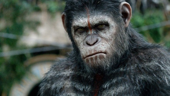 La inteligencia del chimpancé: ¿César revela el secreto? — ¡Qué animal! — Abran Cancha | El Espectador 810