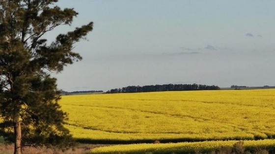 Paysandú: Zona agrícola necesita más lluvias  — Agricultura — Dinámica Rural | El Espectador 810