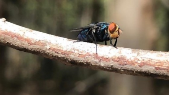 Moscas y Fonseca: el MGAP va en busca de moscas estériles para combatir mosca de la bichera. ¿A dónde? A Panamá, el país de las soluciones — Columna de Darwin — No Toquen Nada | El Espectador 810
