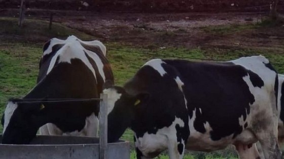 Conflicto lácteo: Van más de siete meses — Lechería — Dinámica Rural | El Espectador 810